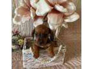 Dachshund Puppy for sale in Hollywood, FL, USA