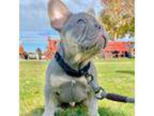 French Bulldog Puppy for sale in Toppenish, WA, USA