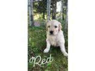 Golden Retriever Puppy for sale in Hale, MI, USA