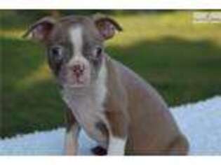 Boston Terrier Puppy for sale in Oklahoma City, OK, USA