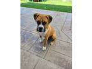 Boxer Puppy for sale in Richmond, MI, USA