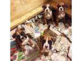 Boxer Puppy for sale in Cape May, NJ, USA