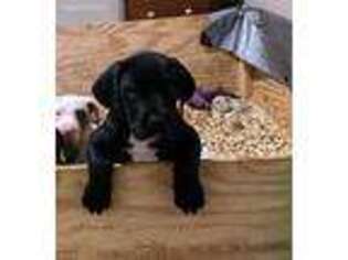 Great Dane Puppy for sale in Stewart, MN, USA