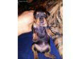 Dachshund Puppy for sale in Sacramento, CA, USA