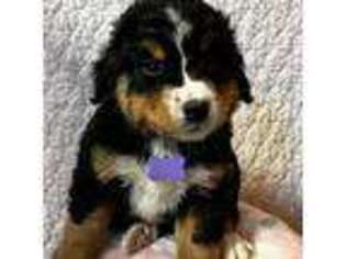 Bernese Mountain Dog Puppy for sale in Whitingham, VT, USA