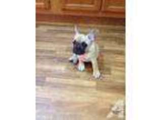 French Bulldog Puppy for sale in LIVERMORE, KY, USA