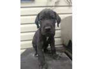 Great Dane Puppy for sale in Fargo, ND, USA