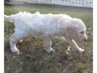 Goldendoodle Puppy for sale in Land O Lakes, FL, USA