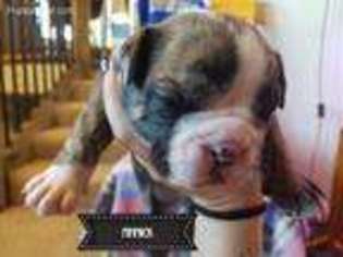 Bulldog Puppy for sale in Sandy, UT, USA