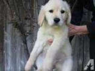 Golden Retriever Puppy for sale in RENO, NV, USA