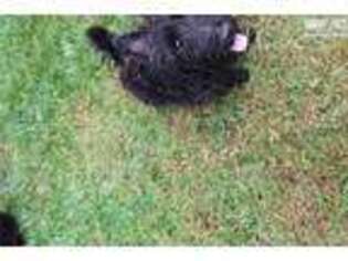 Scottish Terrier Puppy for sale in Charlotte, NC, USA