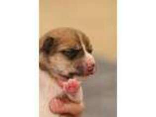 Shiba Inu Puppy for sale in Stevens, PA, USA