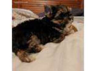 Yorkshire Terrier Puppy for sale in Great Falls, SC, USA