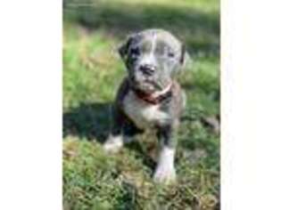 American Staffordshire Terrier Puppy for sale in Kearneysville, WV, USA