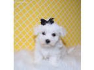 Maltese Puppy for sale in Memphis, MO, USA