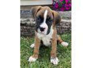 Boxer Puppy for sale in Warsaw, IN, USA