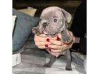French Bulldog Puppy for sale in Gray, KY, USA