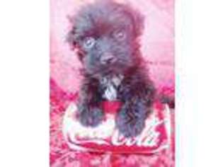 Havanese Puppy for sale in ENGLEWOOD, FL, USA