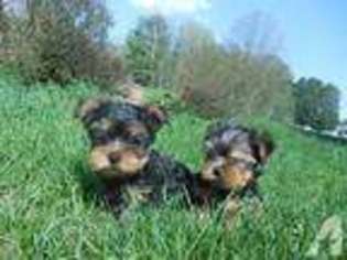 Yorkshire Terrier Puppy for sale in ALMA, NY, USA