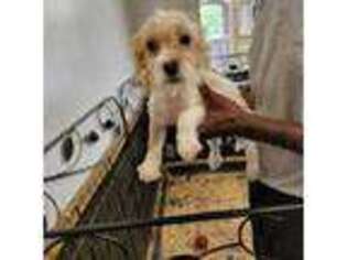 Cavapoo Puppy for sale in Alma, GA, USA