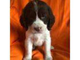English Springer Spaniel Puppy for sale in Bessemer, MI, USA