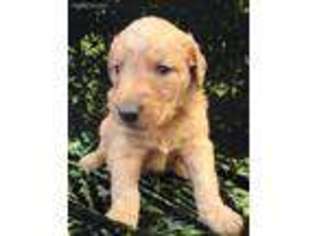 Golden Retriever Puppy for sale in Hilbert, WI, USA