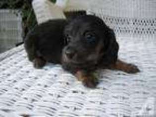 Dachshund Puppy for sale in YUBA CITY, CA, USA