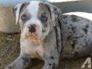 Alapaha Blue Blood Bulldog Puppy for sale in 29 PALMS, CA, USA