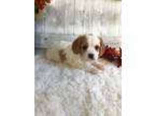 Cavapoo Puppy for sale in Knoxville, TN, USA