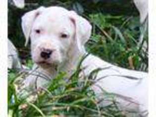 Dogo Argentino Puppy for sale in Warner Robins, GA, USA