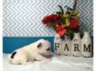 French Bulldog Puppy for sale in Fletcher, OK, USA