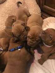 American Bull Dogue De Bordeaux Puppy for sale in Decatur, AL, USA