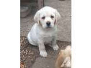 Labrador Retriever Puppy for sale in SUNDERLAND, MD, USA