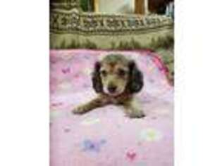 Dachshund Puppy for sale in New Berlin, IL, USA