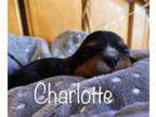 Cavalier King Charles Spaniel Puppy for sale in El Dorado Springs, MO, USA