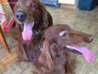 Irish Setter Puppy for sale in Los Angeles, CA, USA