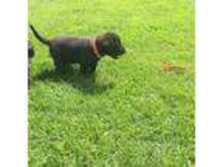 Labrador Retriever Puppy for sale in Bonners Ferry, ID, USA