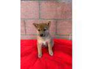 Shiba Inu Puppy for sale in San Bernardino, CA, USA