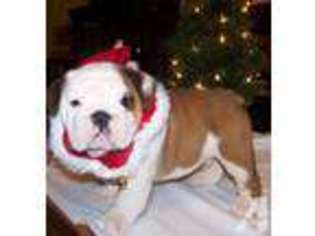 Bulldog Puppy for sale in LAKE SPRING, MO, USA