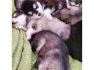 Alaskan Malamute Puppy for sale in Indian Trail, NC, USA