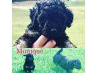 Goldendoodle Puppy for sale in Stillwater, OK, USA