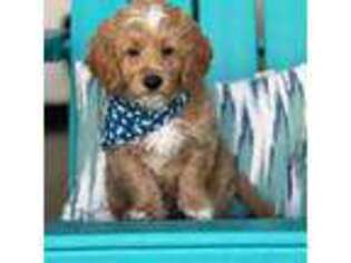 Goldendoodle Puppy for sale in Dunedin, FL, USA