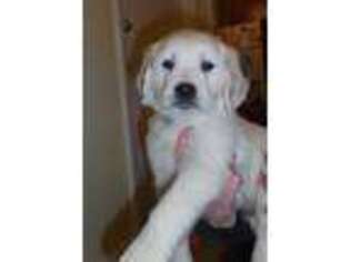 Mutt Puppy for sale in Souderton, PA, USA