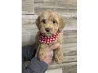Labradoodle Puppy for sale in Wilmington, IL, USA