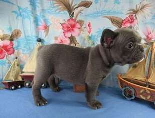 French Bulldog Puppy for sale in Clinton, MA, USA