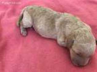 Labradoodle Puppy for sale in El Cajon, CA, USA