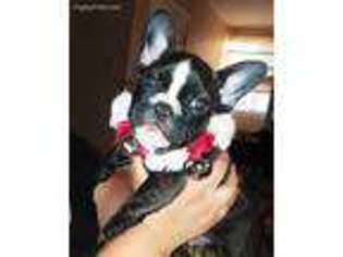 French Bulldog Puppy for sale in Payson, AZ, USA