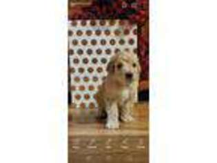 Goldendoodle Puppy for sale in Chelsea, OK, USA