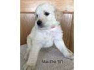 Goldendoodle Puppy for sale in Fremont, IN, USA