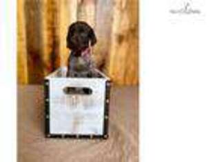 German Shorthaired Pointer Puppy for sale in Orem, UT, USA